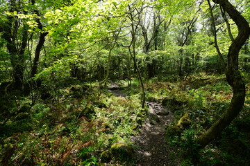 refreshing spring forest and path