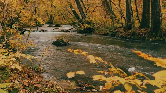 Dramatic view of many red maple leaves and water flowing in autumn or fall, Oirase Gorge in Aomori Prefecture in Japan, Nobody