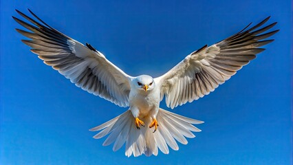 Obraz premium A Majestic White-Tailed Kite Soars Gracefully Through The Clear Blue Sky, Its Distinctive White Tail Feathers Trailing Behind It.