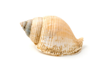 Fototapeta premium Beige Seashell