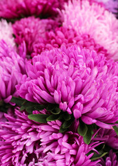 close up of pink chrysanthemum