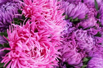 close up of pink and purple dahlias