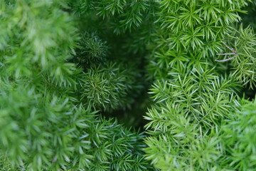 green Asparagus cochinchinensis plant close up