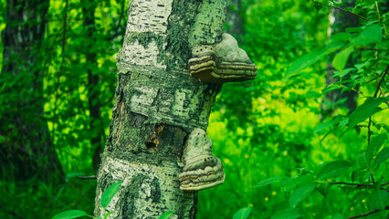Fungal growths on the trunk of a birch tree. Birch tree affected by tinder fungus