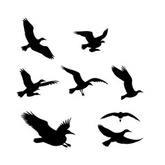 Obraz premium Silhouette of albatross vector set illustration