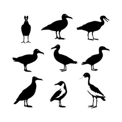 Silhouette of albatross vector set illustration
