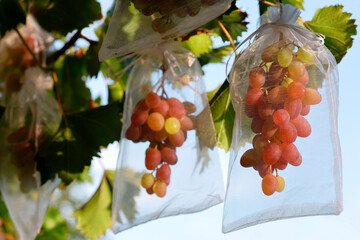 hanging ripening bunches of grapes are protected with a white organza bag, to protect the sweet...