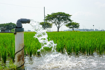 Irrigation of rice fields using pump wells with the technique of pumping water from the ground to flow into the rice fields. The pumping station where water is pumped from a irrigation canal system.
