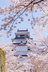 日本さくら名所100選　福島県会津若松市　鶴ヶ城（会津若松城）の桜