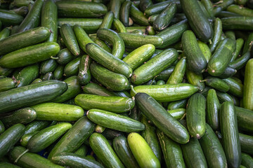 green and fresh cucumbers. vegetable market.
