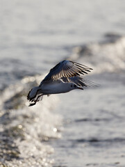 Seagull flying