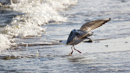 Seagull flying