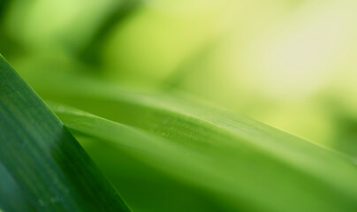 Closeup beautiful view of nature green leaf on greenery blurred background with sunlight and copy space. It is use for natural ecology summer background and fresh wallpaper concept.
