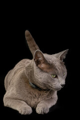 Russian blue cat on black background