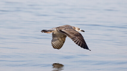 Seagull flying