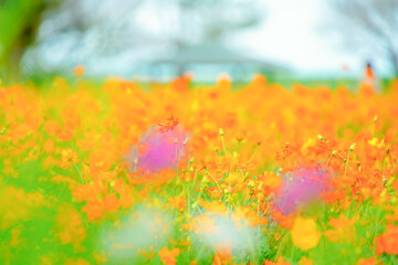 Fototapeta premium 千葉の公園に咲くコスモス