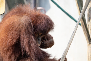 オランウータン