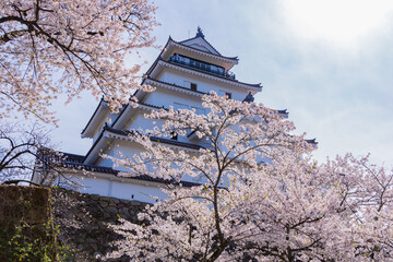 日本さくら名所100選　福島県会津若松市　鶴ヶ城（会津若松城）の桜