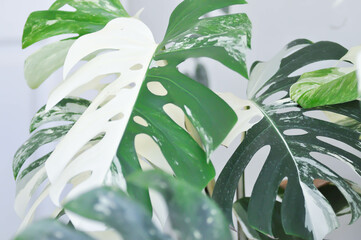 Monstera Albo or Monstera, Herricane plant or Swiss cheese or bicolor Monstera or white leaf © jobrestful