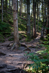 Carpathian mountains Forest Path with Exposed Tree Roots in a Dense Woodland