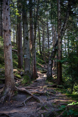 Carpathian mountains Forest Path with Exposed Tree Roots in a Dense Woodland