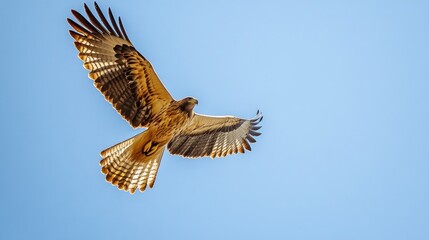 A majestic eagle soaring through a clear blue sky, showcasing the grace and power of this iconic bird of prey.