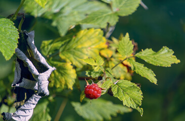 berries of a currant, Waldheimat, Styria, Austria, Europe, August 2024