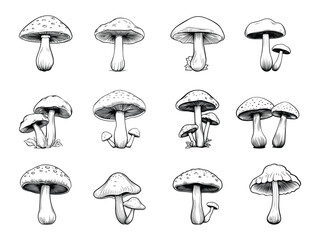 Mushroom drawing clipart design illustration