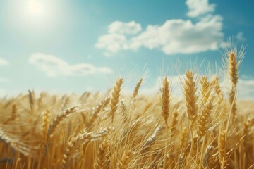 Fototapeta premium A sunny day with a field of wheat, perfect for a rural or agricultural scene