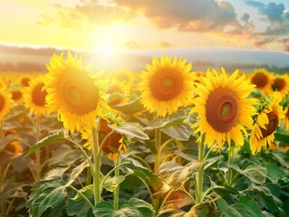 Fototapeta premium Glowing Fields: A Sunset Among Rows of Sunflowers