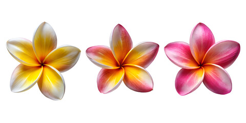 Fototapeta premium Set of Beautiful realistic single pink plumeria rubra flower isolate on transparent background