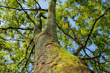 Covered in Green Moss a Tree Trunk Rises Up Towards the Sky With Its Canopy Casting Dappled Shadows on the Trunk