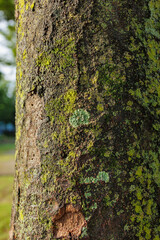 Obraz premium Close-Up of a Tree Trunk Covered with Patches of Green Moss and Lichen