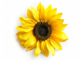 Fototapeta premium Sunny Perfection: Artificial Sunflower Blooming in Isolation on White Background
