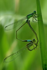 portrait of mating damselflies in the garden, 01 September 2024 Indonesia