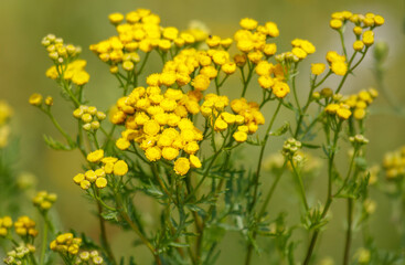 Fototapeta premium Small yellow flowers on a steppe plant in summer