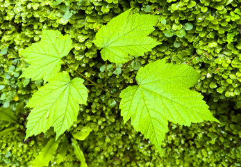 Green leaves in the forest as a background