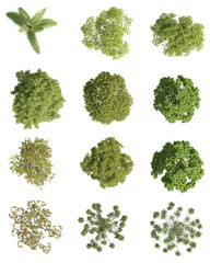 set of trees rendered from the top view, 3D illustration, for digital composition, illustration, 2D plans, architecture visualization