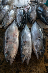Freshly caught yellow fin tuna for sale at the Negombo Fish Market on the west coast of Sri Lanka in the early morning.