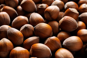 Hazelnuts in shell macro, close-up. Hazelnuts background