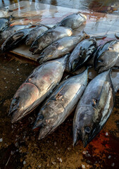 Freshly caught yellow fin tuna for sale at the Negombo Fish Market on the west coast of Sri Lanka in the early morning.