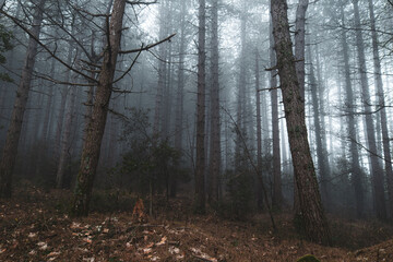 misty woods in the morning 