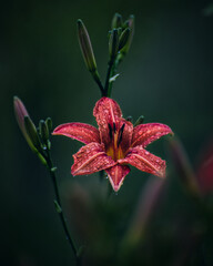  Lily against dark background