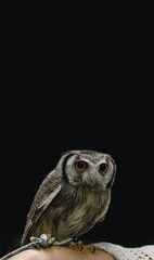Wise Eyes: A portrait of a majestic owl with piercing gaze, perched on a hand against a dark background, capturing its wisdom, mystery, and beauty. 