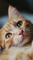 A captivating image of a feline displaying an apologetic behavior