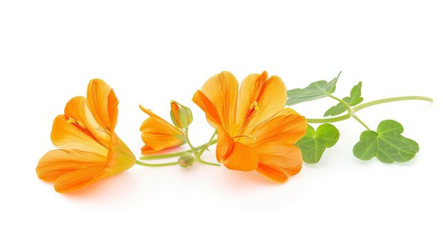 Cubios (Tropaeolum tuberosum) isolated on white background