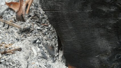 Surface texture of a cut and burnt log. Focus selected