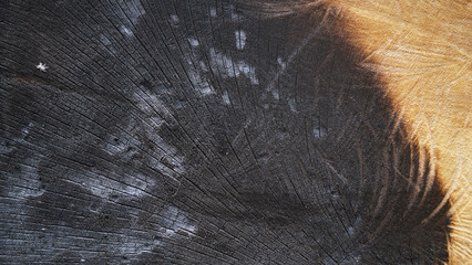 Surface texture of a log that has been cut and partially burned