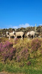 Fototapeta premium sheep in the derbyshire hills