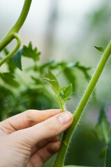 Close-up of tomatoes in the greenhouse, removal of stepchildren for a good harvest